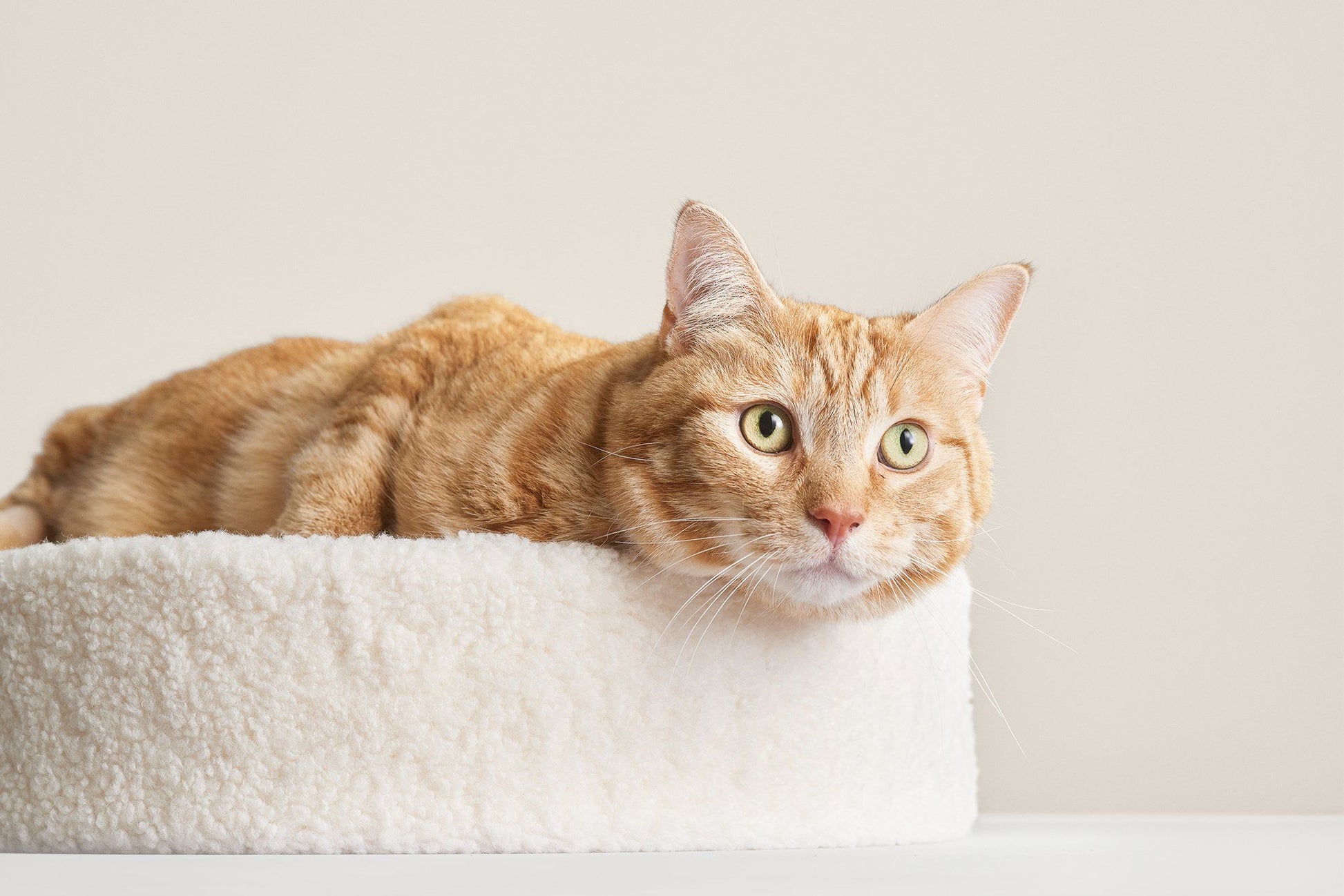 Kip Cat Bed