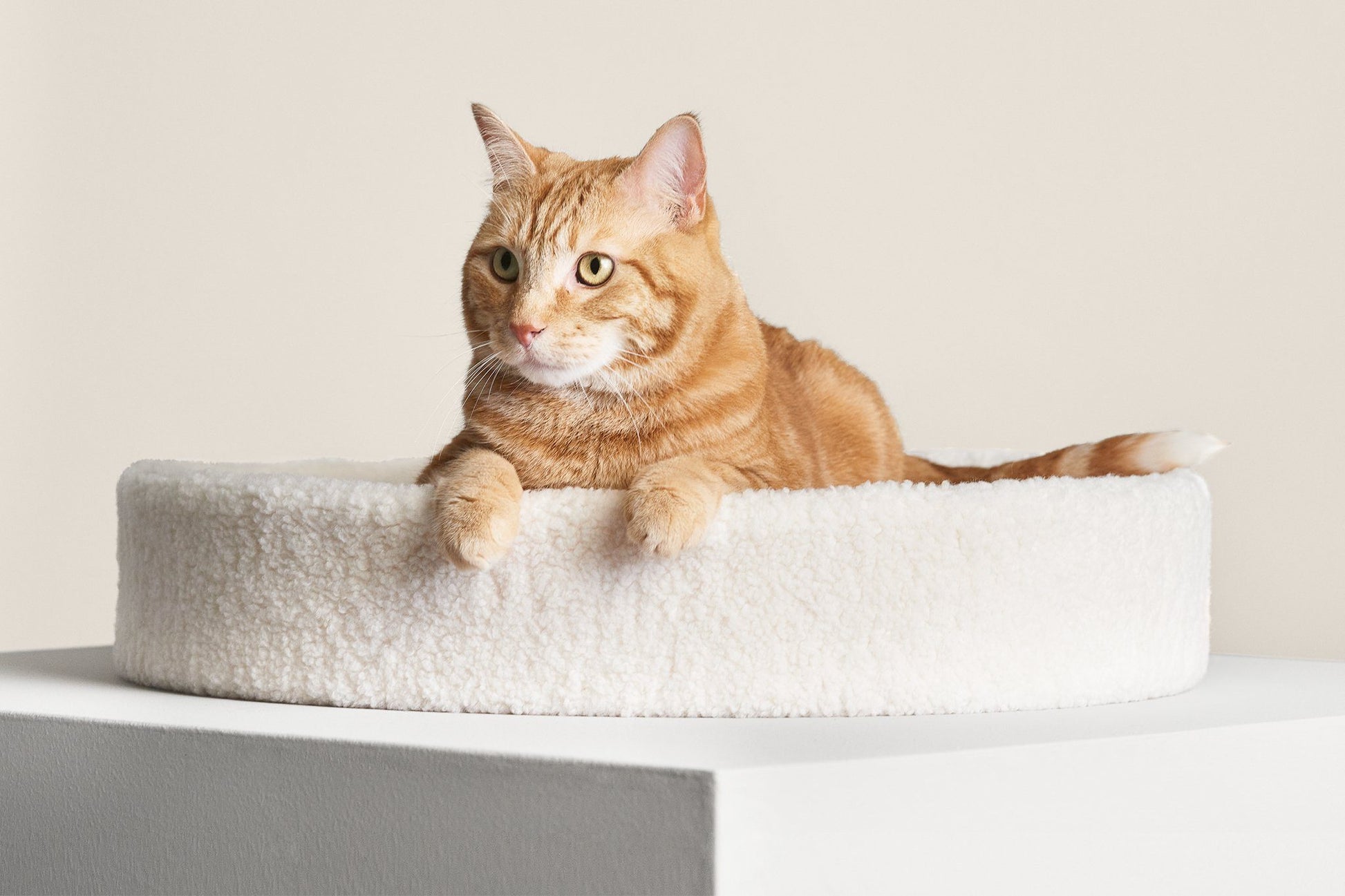Kip Cat Bed